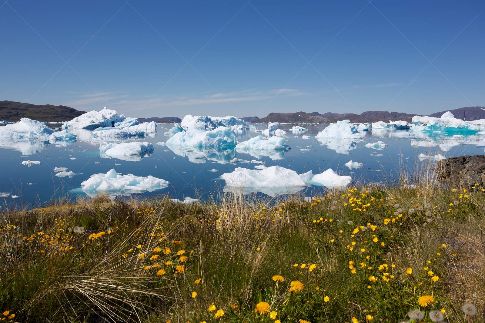 Icebergs floating near Narsaq, Greenland on a clear day