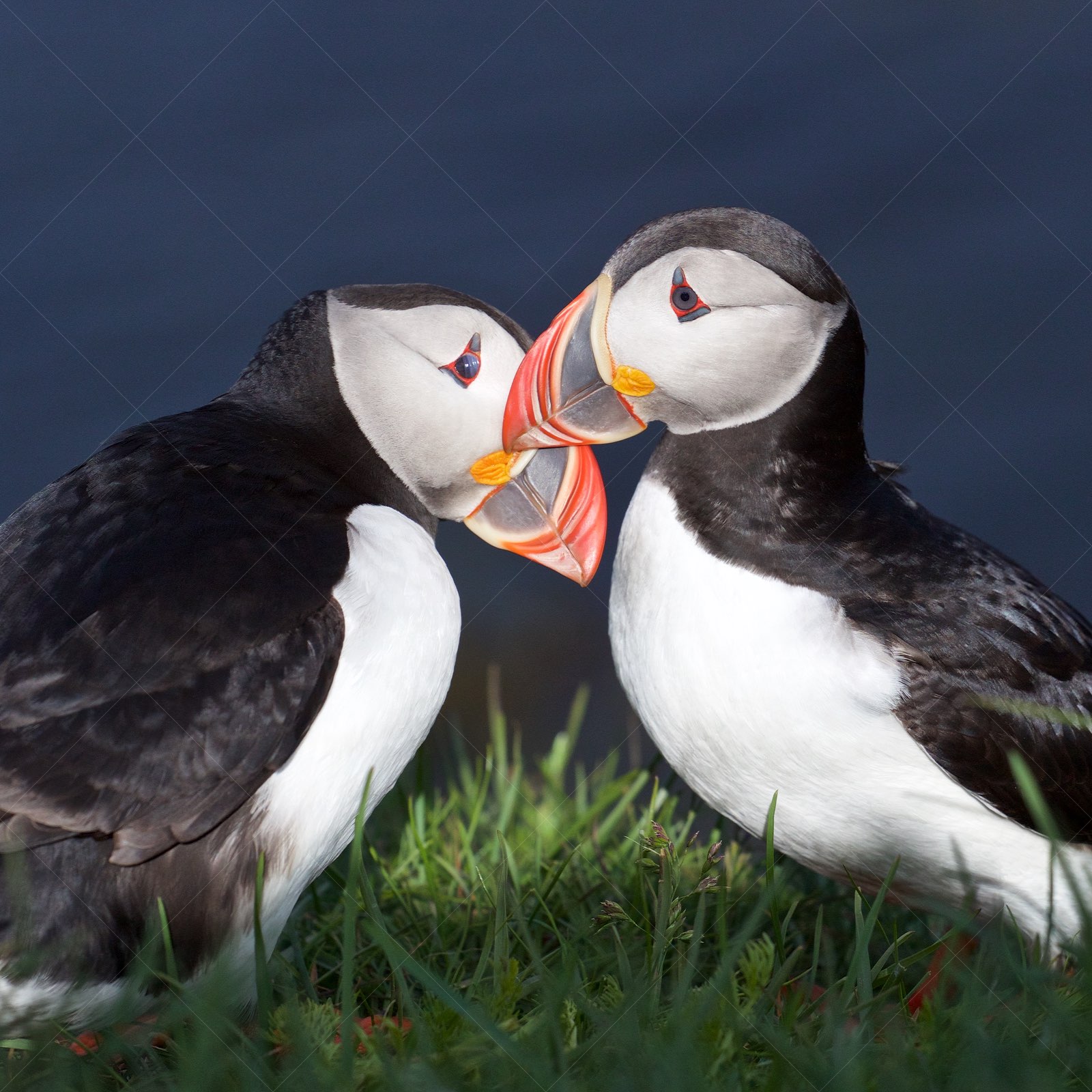 Puffins in love