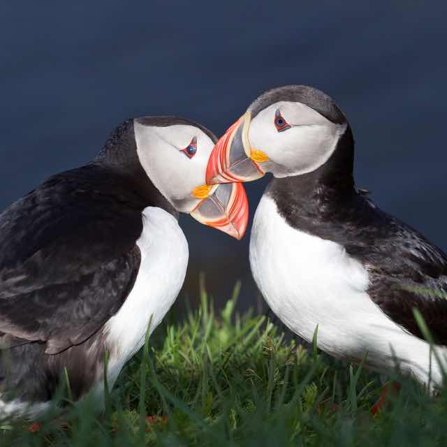 Puffins in love