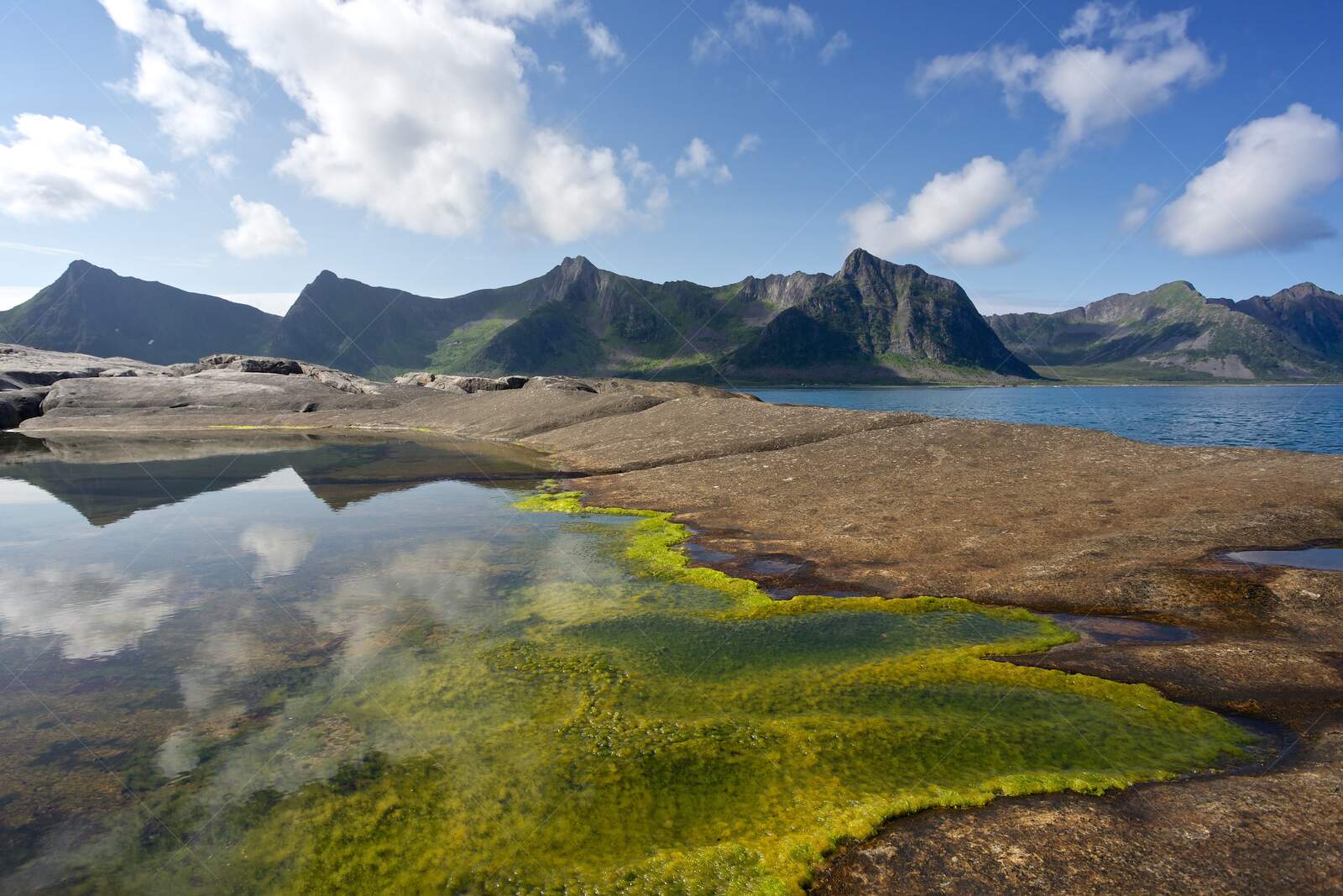 Senja. Rocky Coastline with Mountain Reflections and Algae