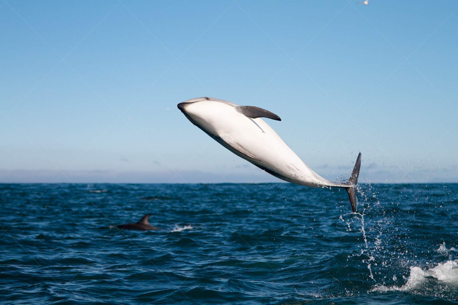 Dusky dolphin leaping out of the ocean near Kaikoura New Zealand