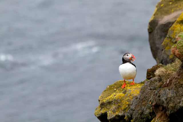 Puffin