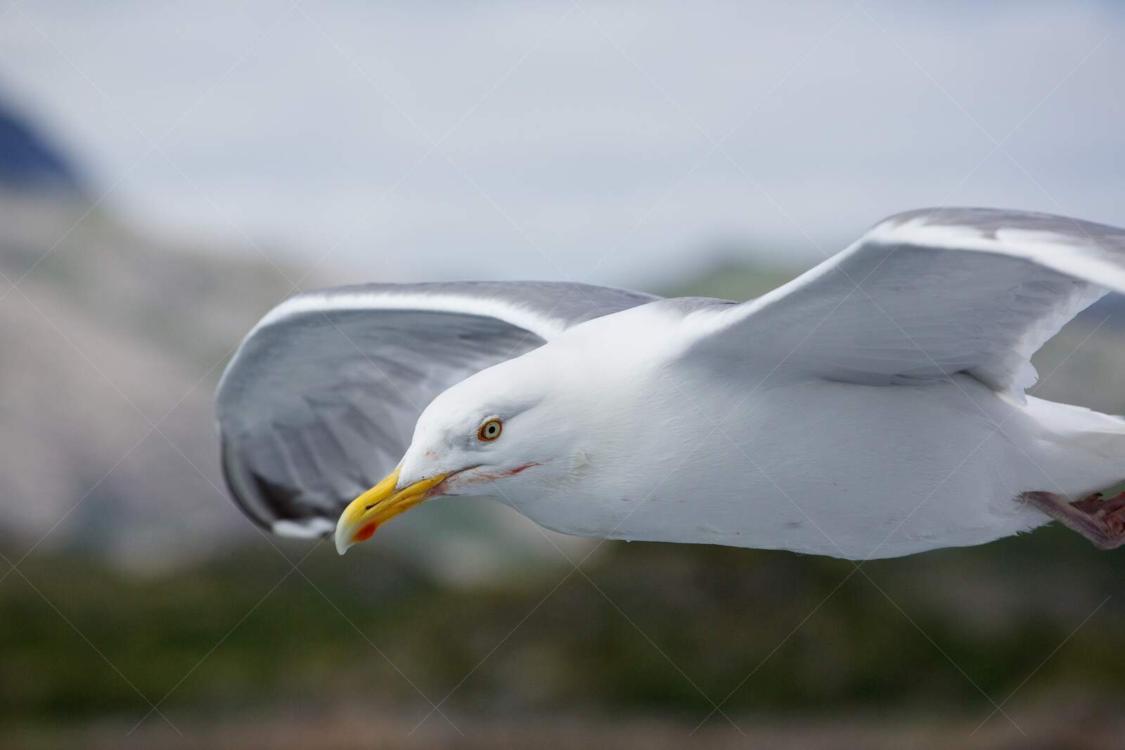 Close-up of seagull flying with wings spread