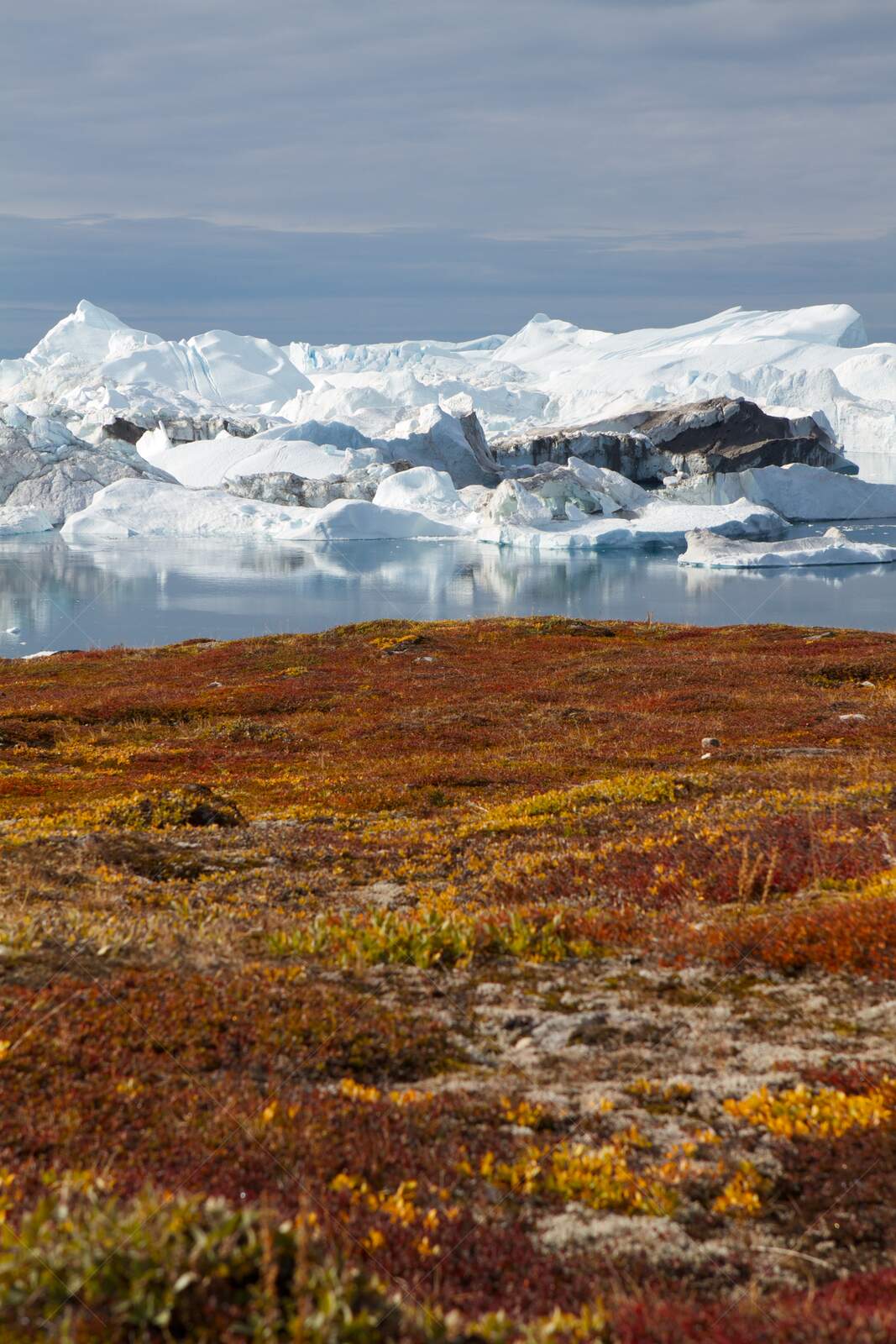 Autumn tundra with icebergs in Ilulissat Greenland