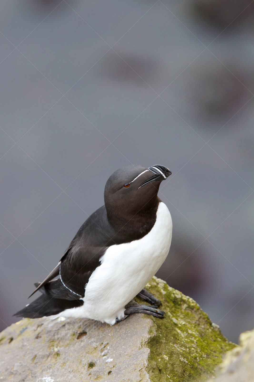 Razorbill perched on mossy rock in Vesturbyggð Iceland
