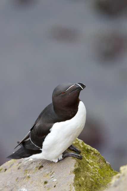 Razorbill perched on mossy rock in Vesturbyggð Iceland
