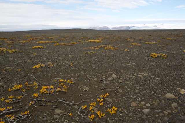 Barren volcanic plain with yellow plants in Central Iceland