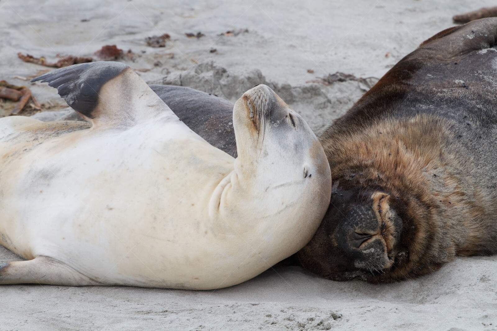 Two New Zealand Sea Lions Resting on Sandy Beach