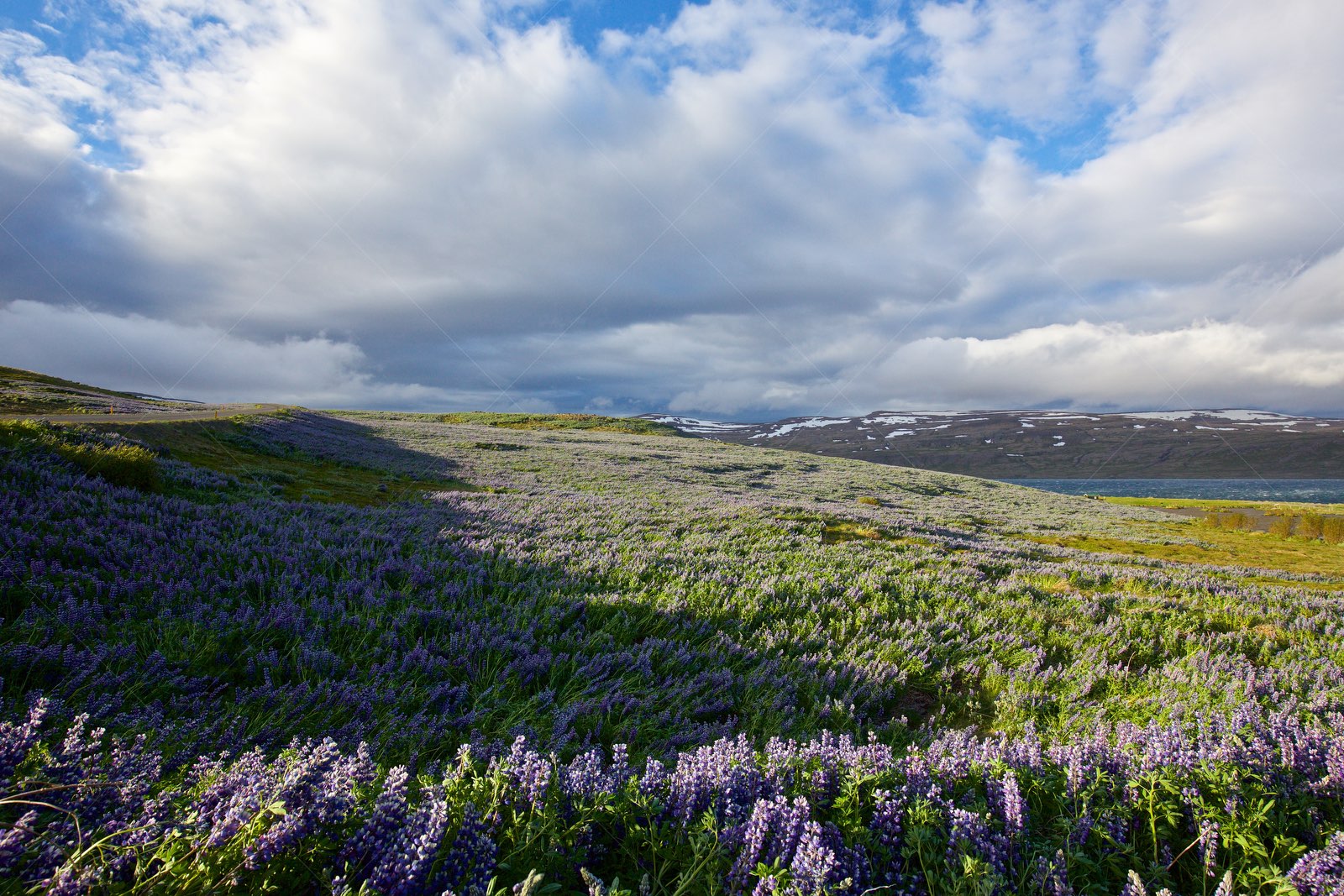 Field of Lupins with Snowy Mountains and Lake