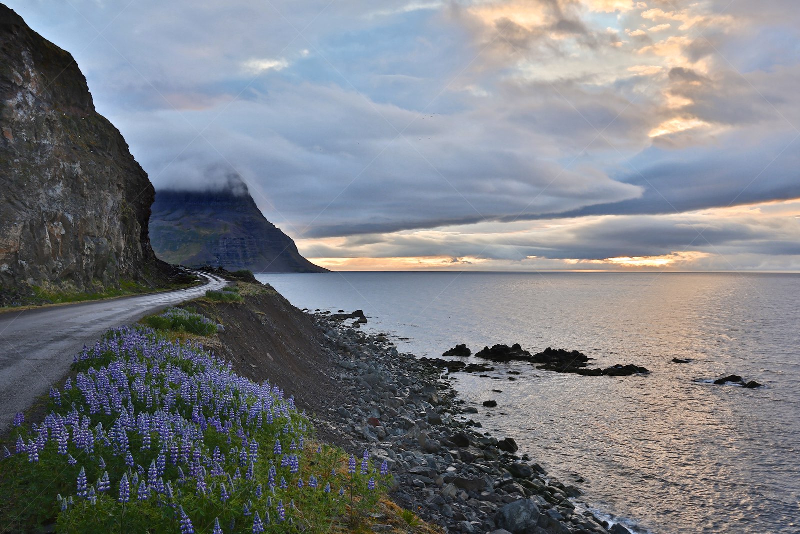 Djúpvegur coastal road with lupine flowers