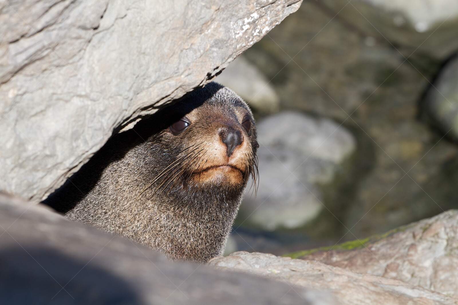 New Zealand Fur Seal Peeking Between Rocks