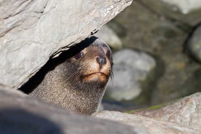 New Zealand Fur Seal Peeking Between Rocks