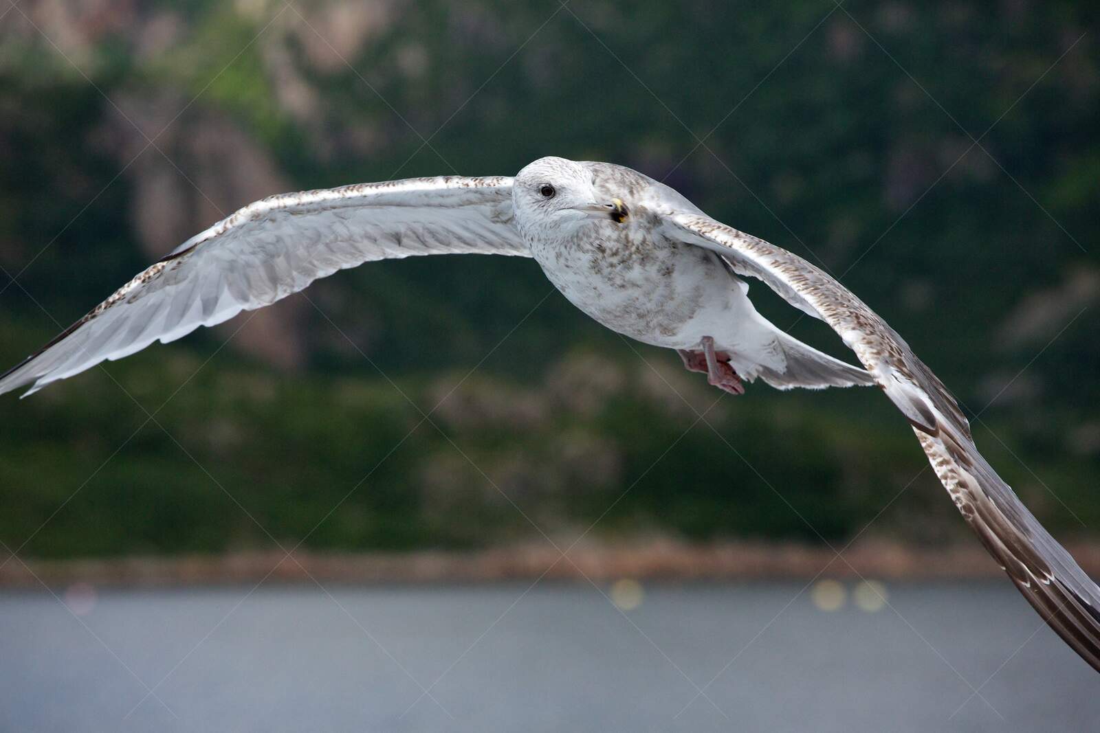 Seagull in Flight Over Coastal Waters