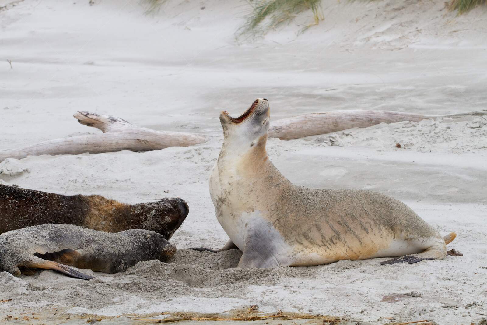 New Zealand Sea Lions Resting on Sandy Beach