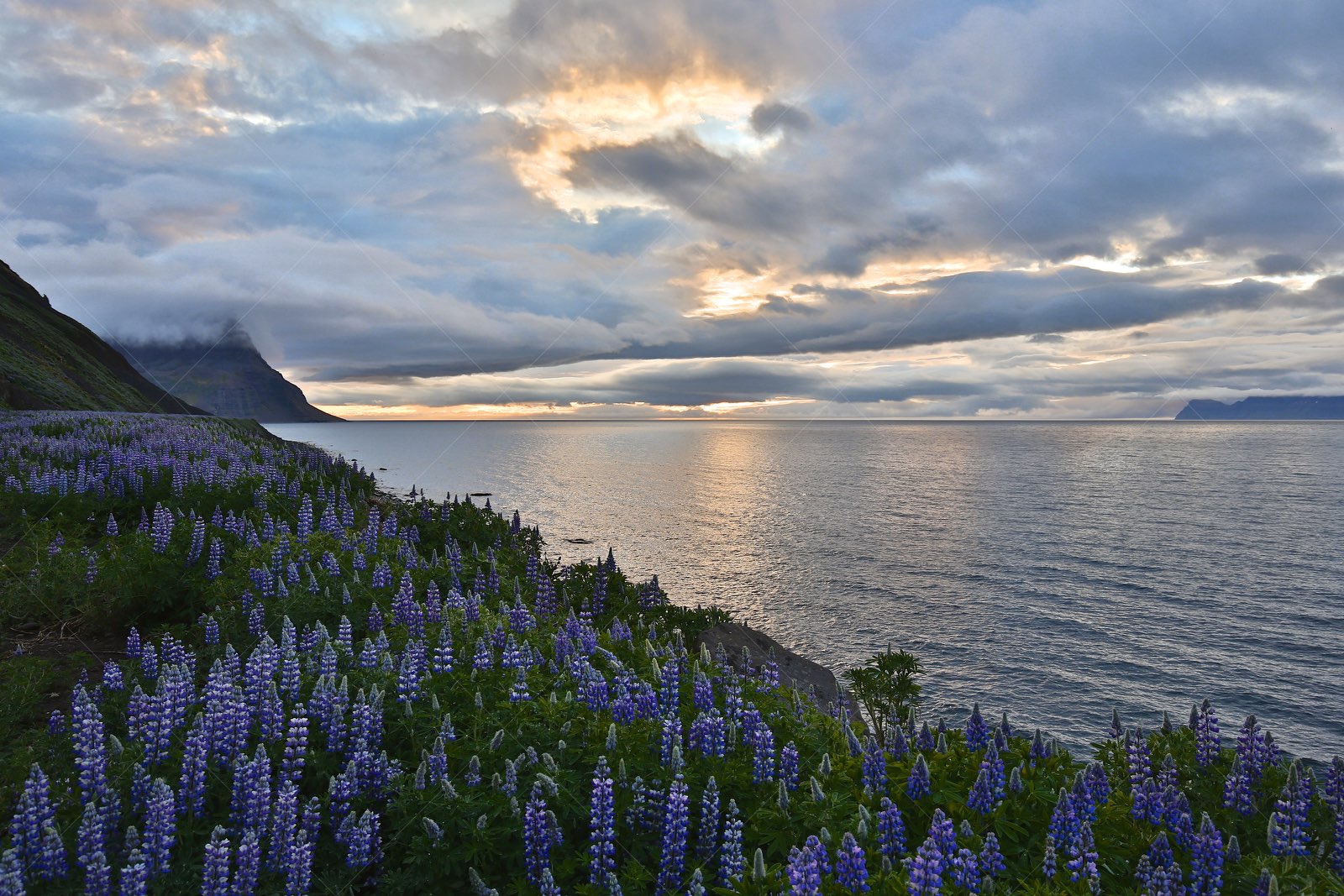 Westfjords coastline with lupine flowers at sunset Iceland