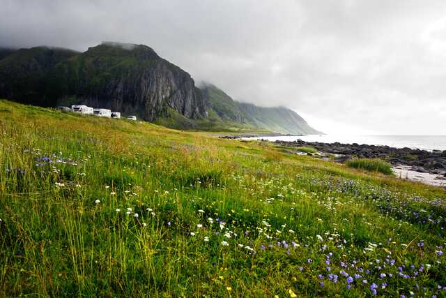 Wildflower meadow and rocky coast with misty mountains