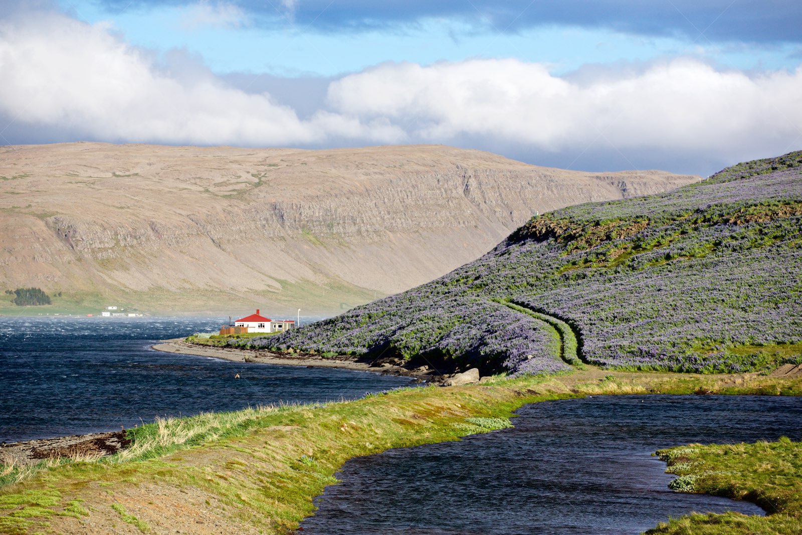 Coastal landscape with lupine flowers in Patreksfjörður Iceland