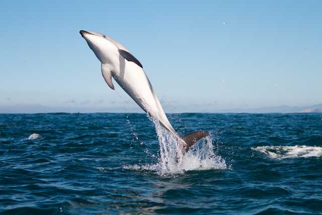 Dolphin Leaping from Ocean in Kaikoura New Zealand