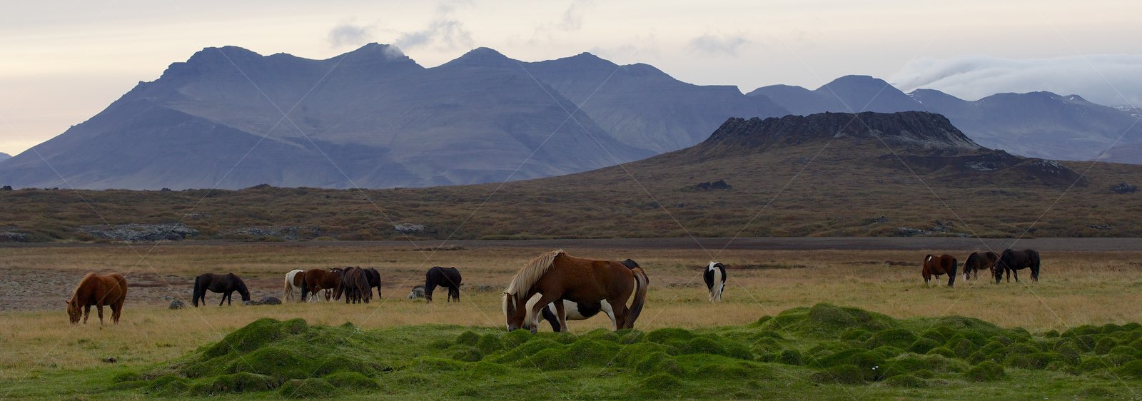 Icelandic Horses Grazing Near Eldborg Volcanic Crater
