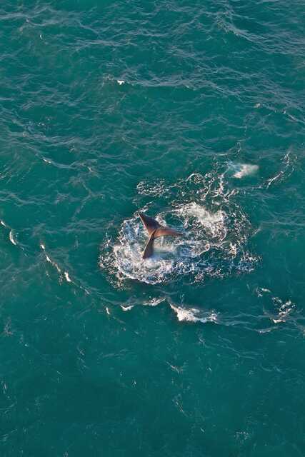Whale tail splashing in turquoise ocean waters Kaikōura