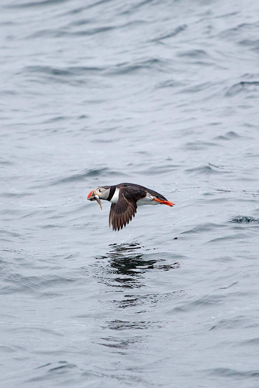 Atlantic puffin flying low over ocean with fish in beak