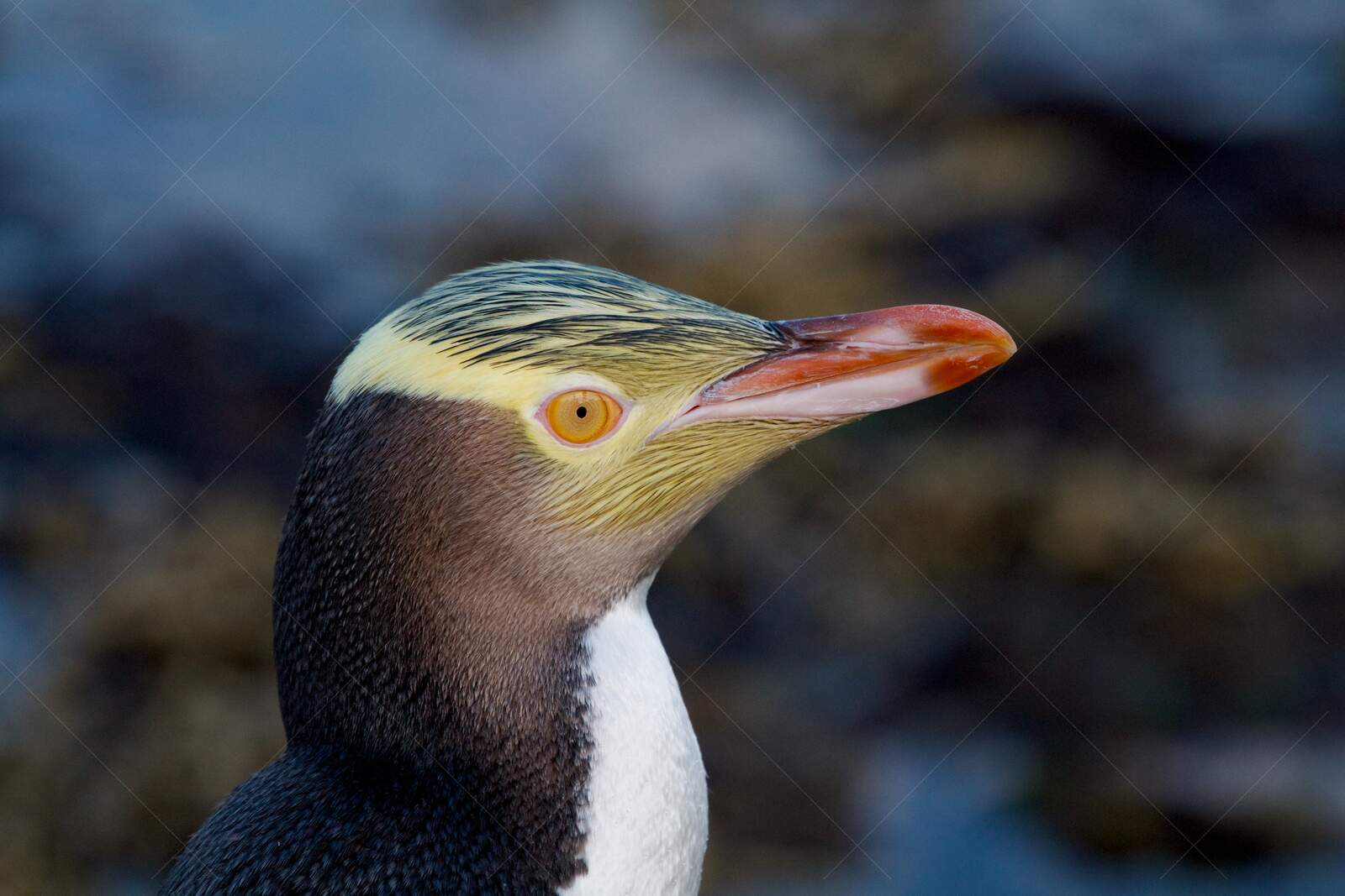 Close-up of yellow-eyed penguin in New Zealand