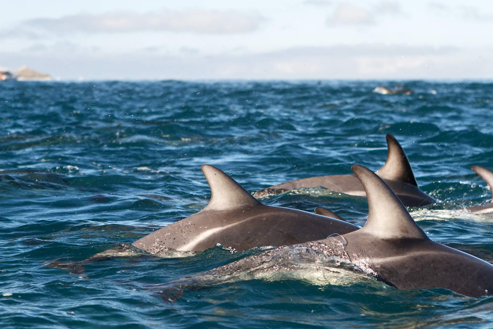 Group of Dolphins Swimming in Ocean Near Kaikōura