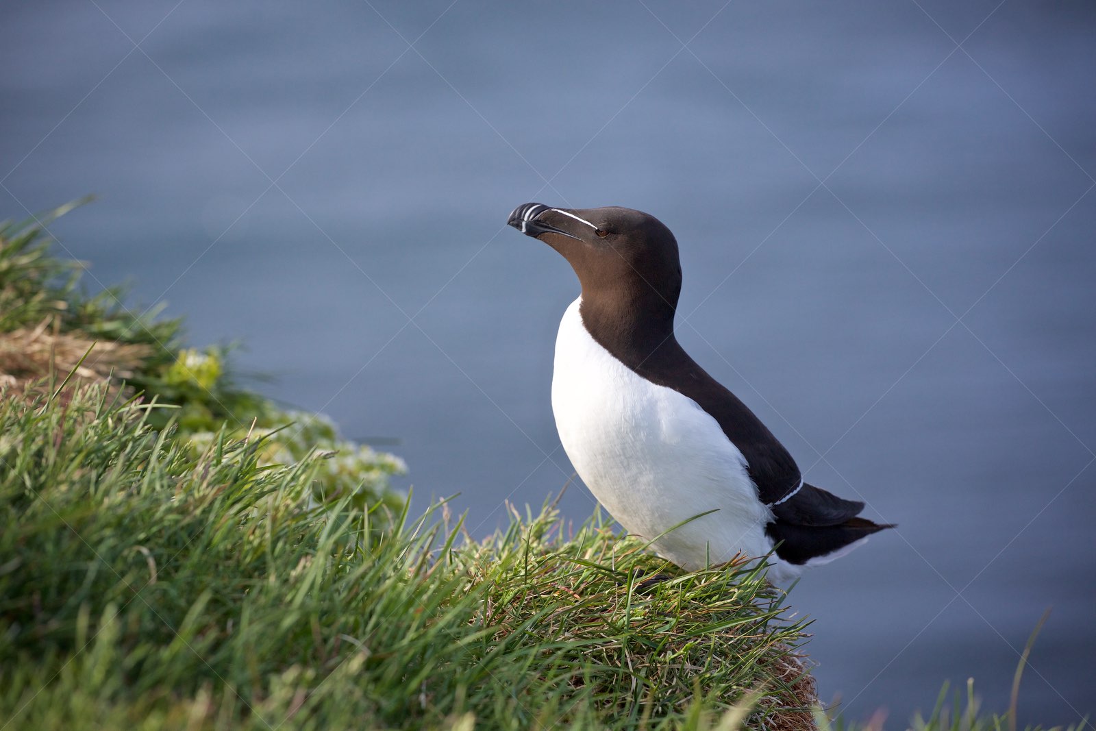 Razorbill bird on grassy cliff in Vesturbyggð Iceland