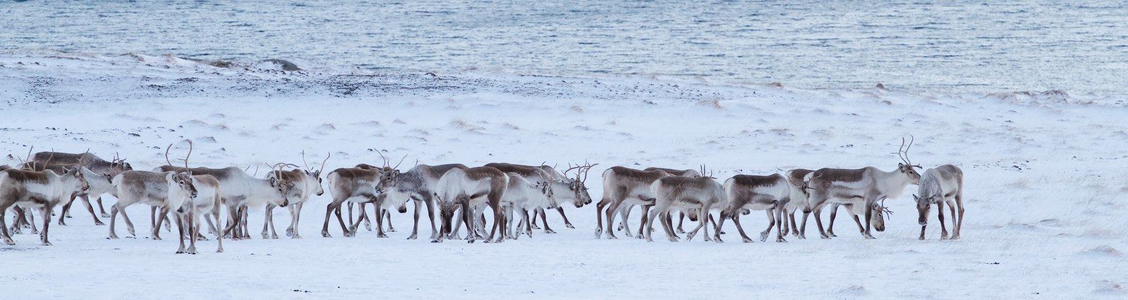 Herd of reindeer walking on snowy tundra