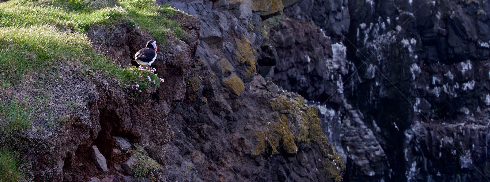 Puffin perched on grassy cliff in Vesturbyggð Iceland