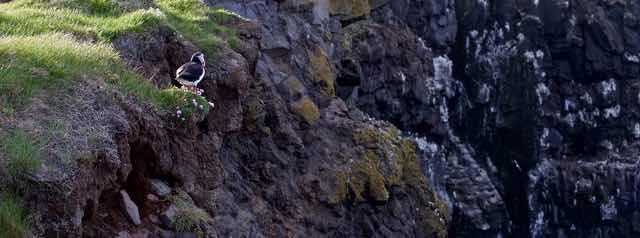 Puffin perched on grassy cliff in Vesturbyggð Iceland