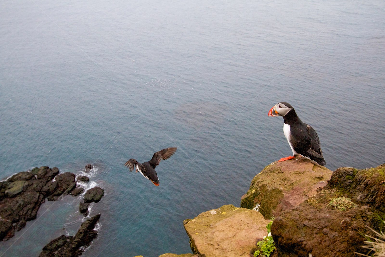Atlantic Puffins on Cliff Edge in Vesturbyggð Iceland