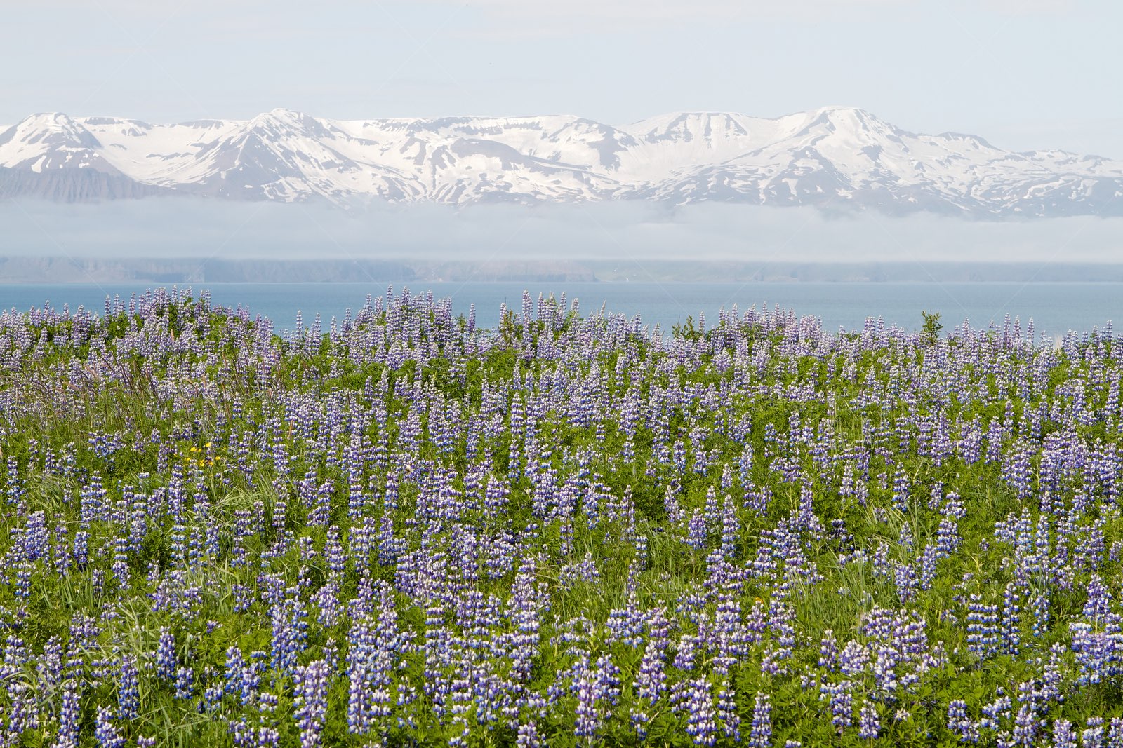 Lupin Flowers Blooming Near Husavik