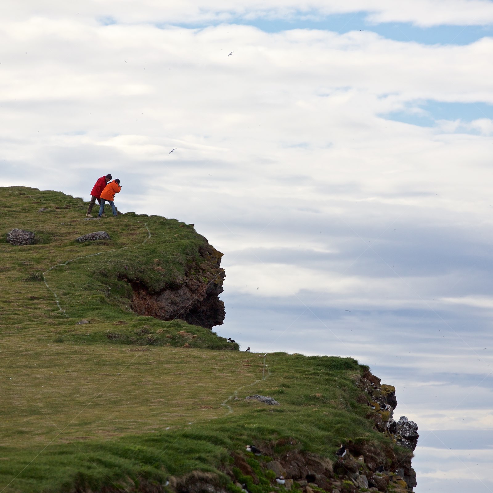 Tourists photographing birds on Látrabjarg cliffs in Iceland