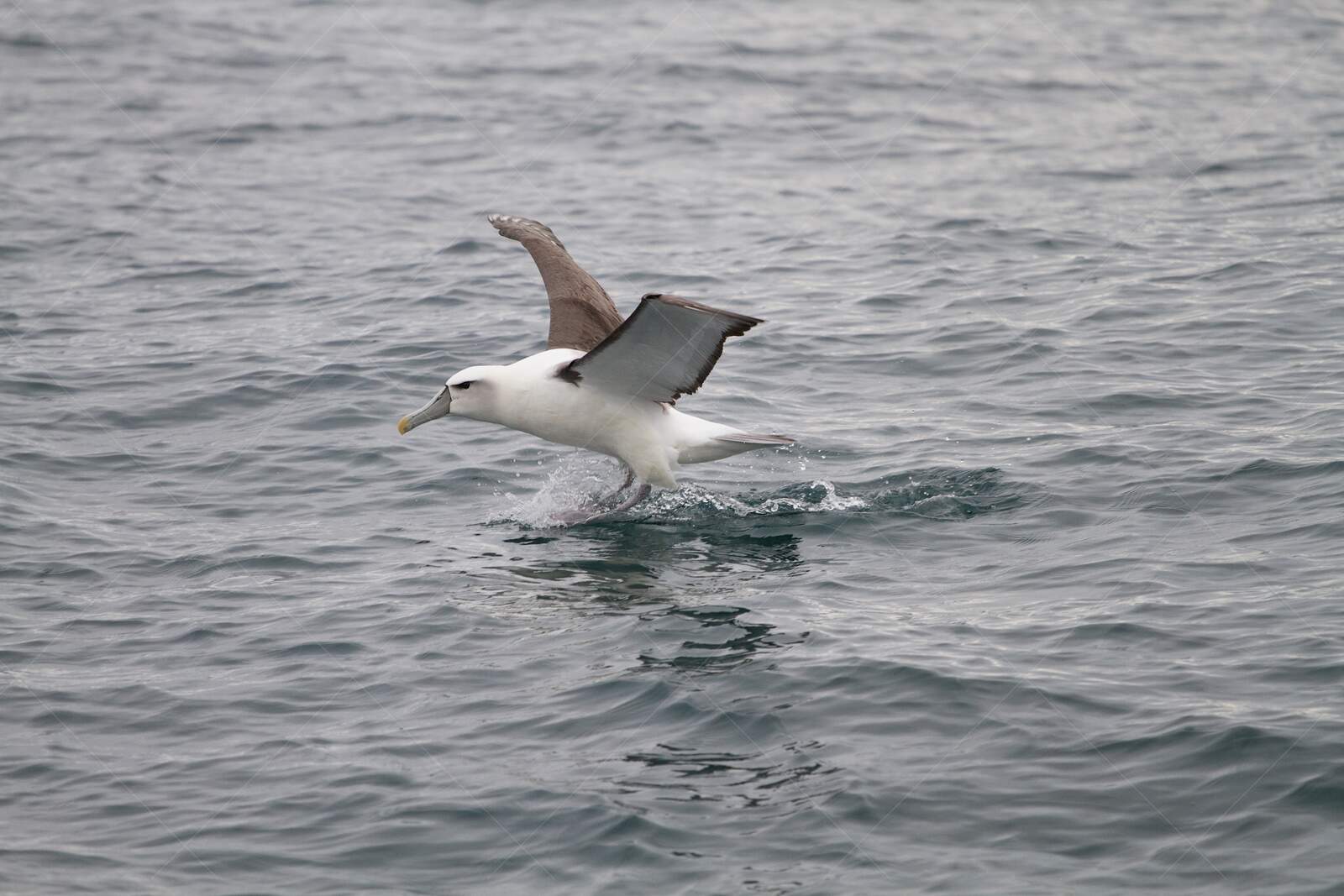 Short-tailed Albatross Skimming Ocean Surface