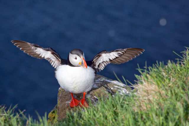 Atlantic puffin spreading wings on cliff edge in Iceland