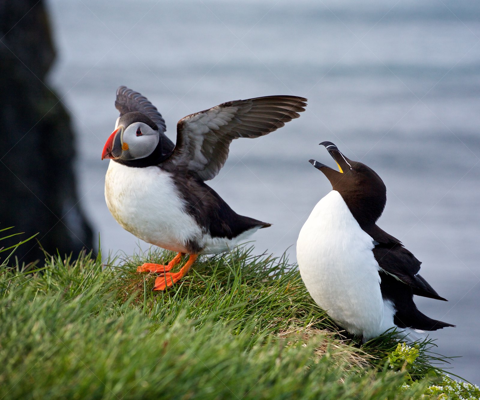 Puffin and razorbill interacting on grassy cliff in Iceland