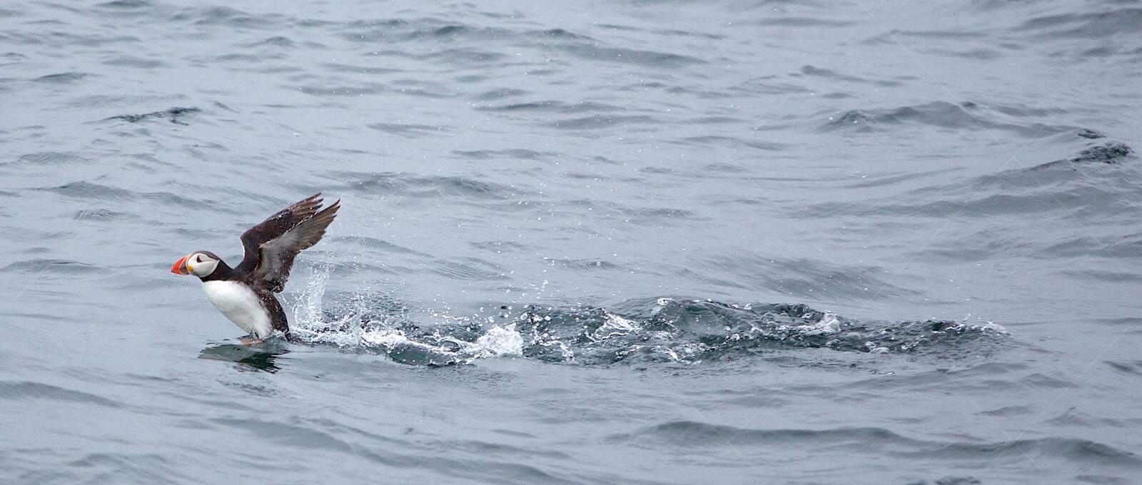 Atlantic Puffin Taking Off from Ocean Surface
