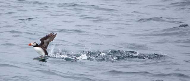 Atlantic Puffin Taking Off from Ocean Surface