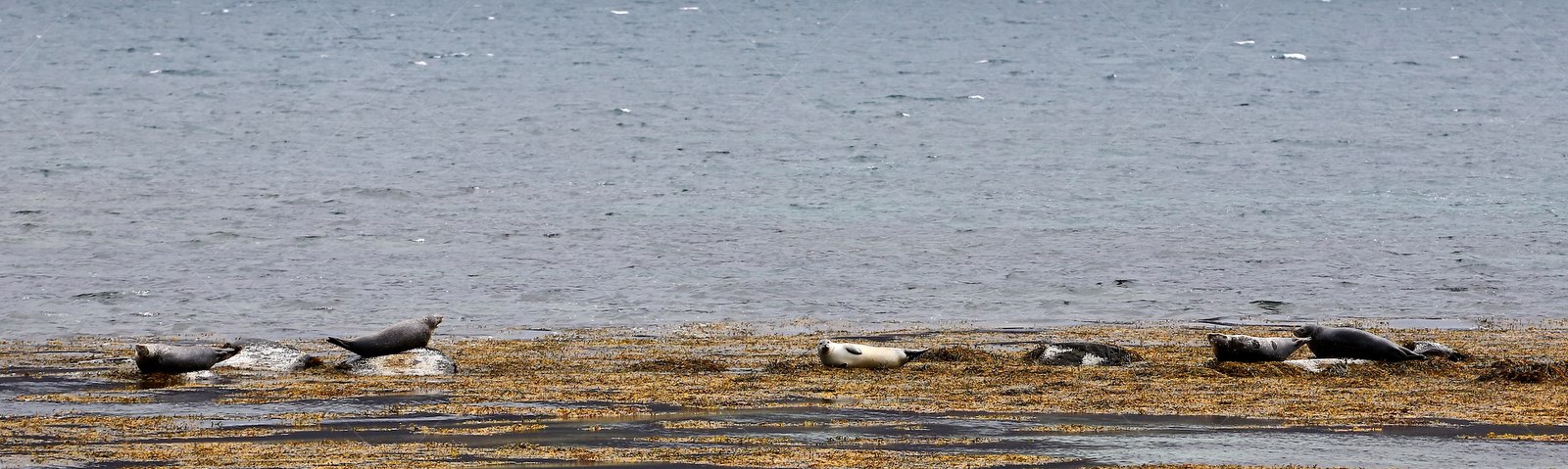 Seals resting on rocky shore in Súðavíkurhreppur Iceland