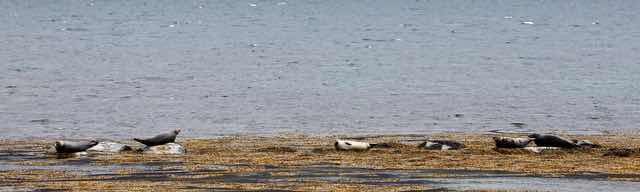 Seals resting on rocky shore in Súðavíkurhreppur Iceland