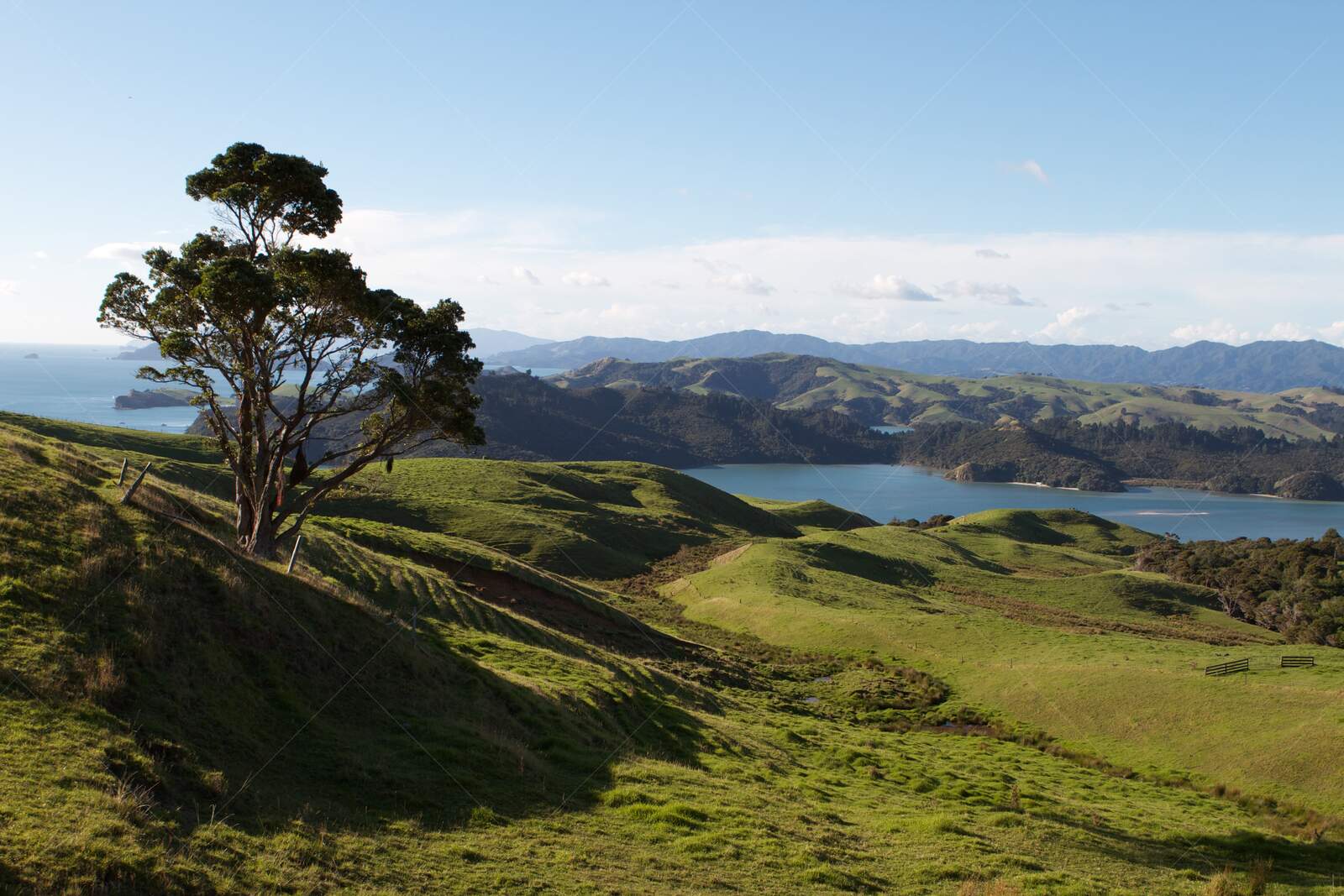 Rolling green hills with tree overlooking coastal bay