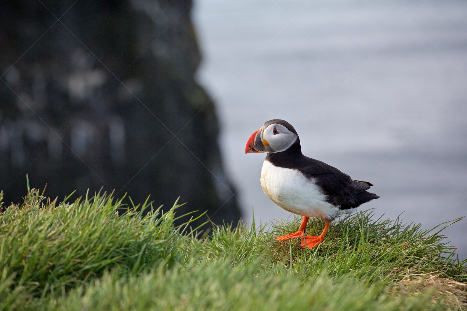 Atlantic Puffin on Grass Cliff in Vesturbyggð Iceland