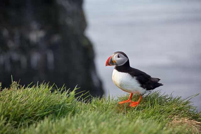 Atlantic Puffin on Grass Cliff in Vesturbyggð Iceland