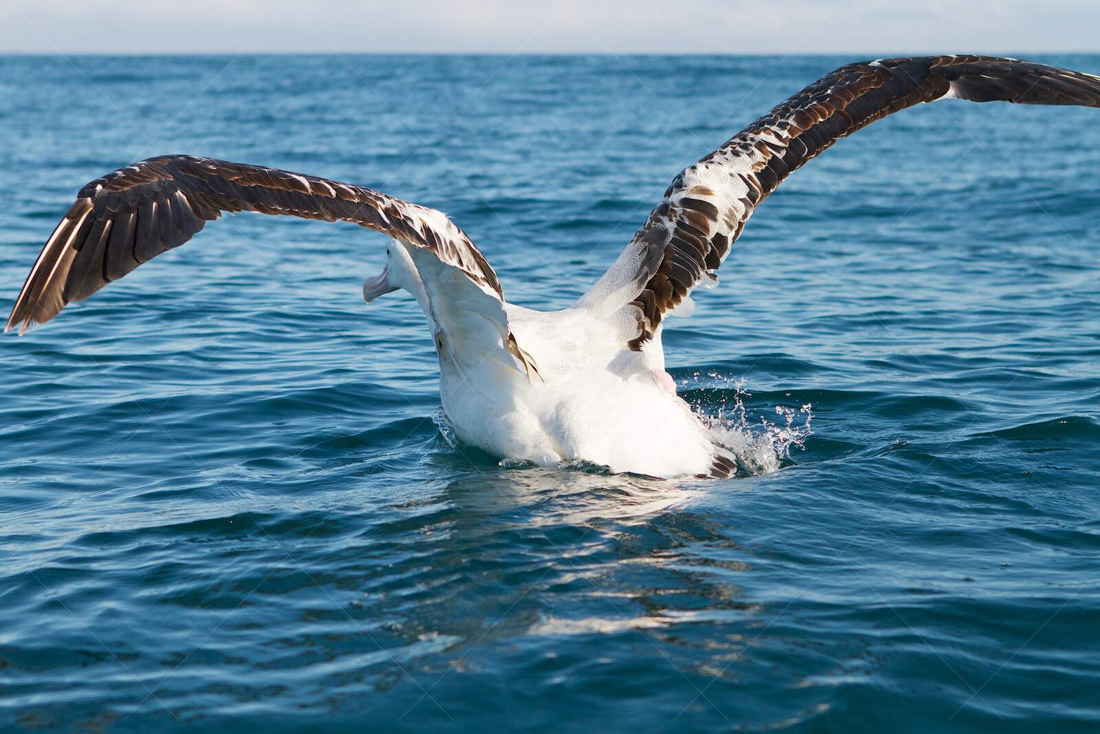 Albatross spreading wings over ocean water in Kaikoura