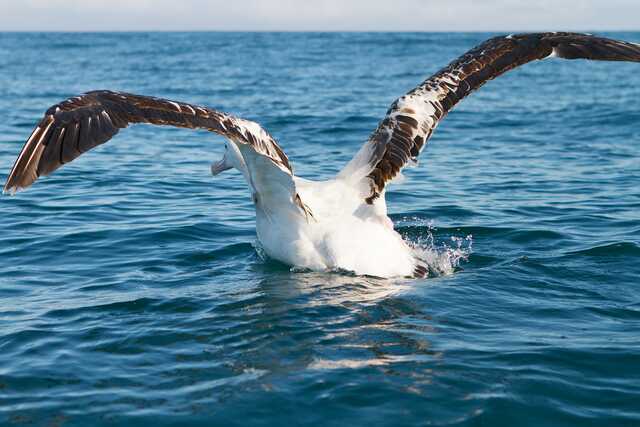 Albatross spreading wings over ocean water in Kaikoura