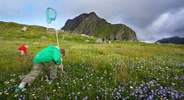 Children exploring wildflowers on a meadow in Lofoten Norway
