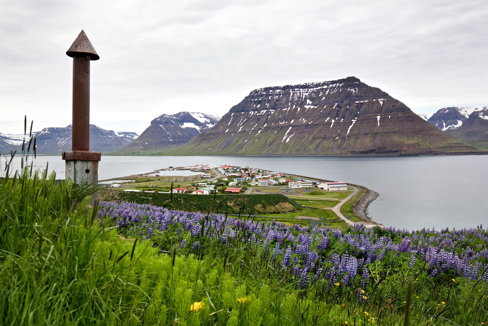 Flateyri village with lupine flowers and snow-capped mountains in Iceland