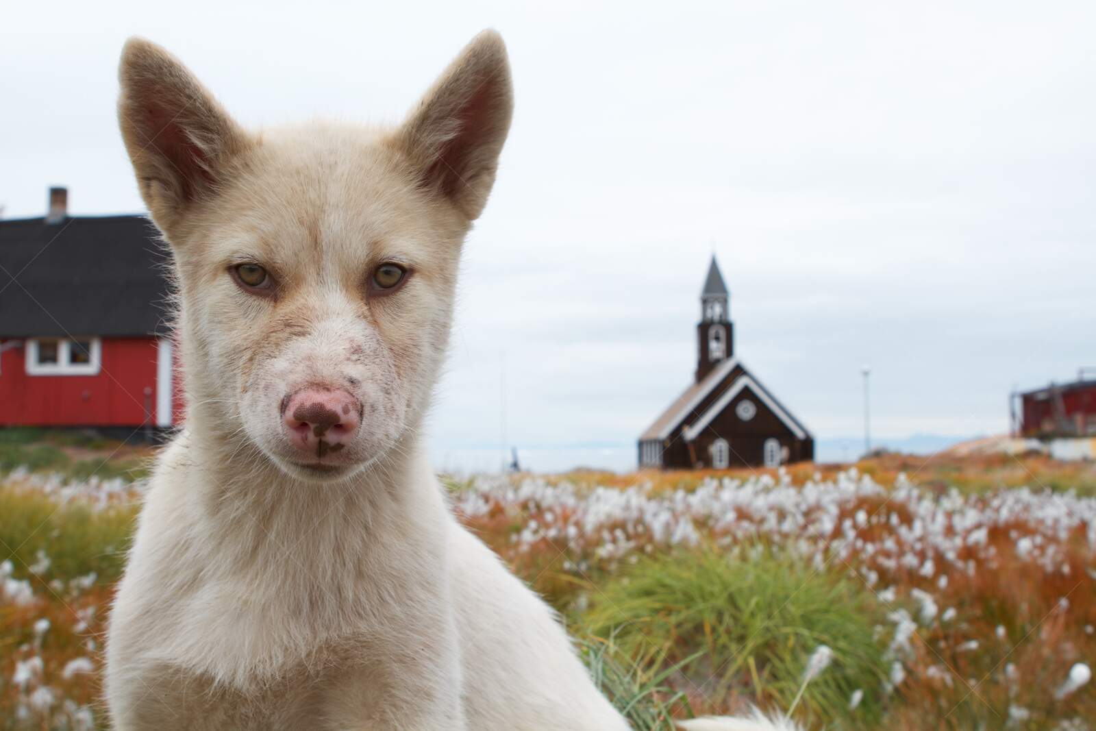 Arctic Village Dog in Summer Tundra