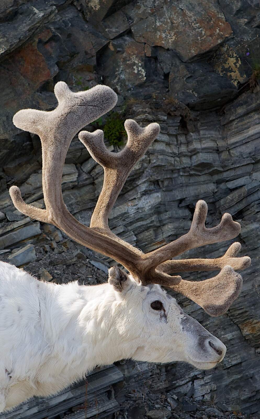 Close-up of white reindeer with large velvet antlers